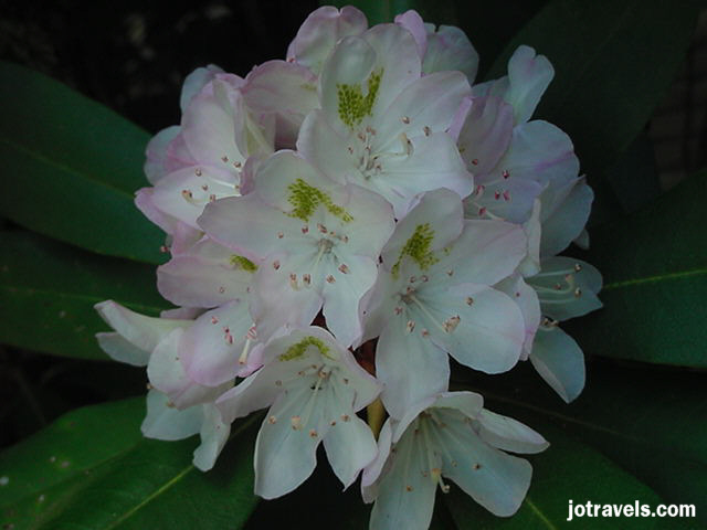 The rhododendron in Breaks Interstate Park begin blooming in mid May and last through June